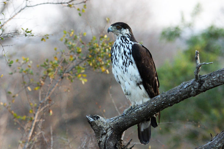Ayres' Hawk-Eagle | Naming Inspiration